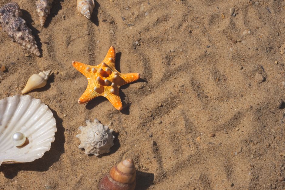 Starfish and assorted shells arranged on a sandy beach